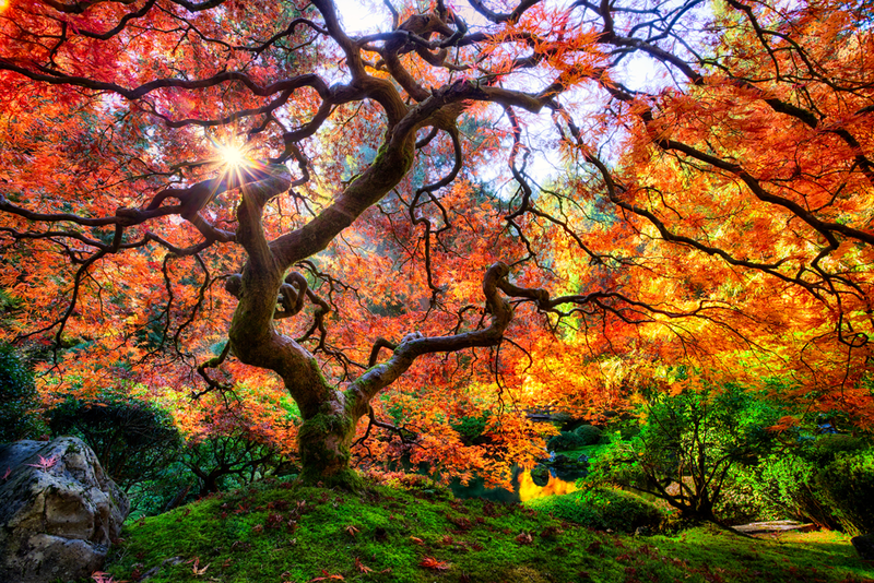 default_Image-by-Michael-Matti.-Famous-Japanese-Garden-Tree-in-Portland.-Portland_-OR.