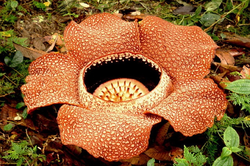 Rafflesia-Sabah